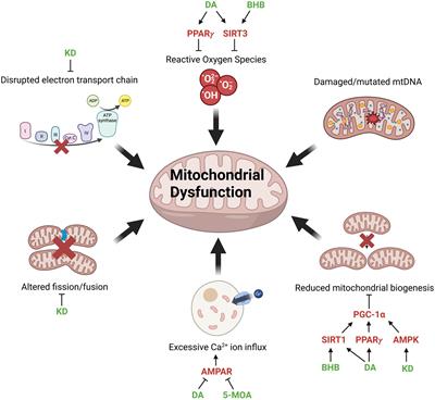 Potential benefits of medium chain fatty acids in aging and neurodegenerative disease